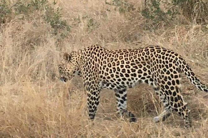 3 Day Kruger National Park Safari & Panorama Route - Who should choose this three-day trip?