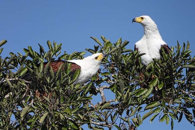 3 Day Kruger National Park Safari & Panorama Route - Day two: Eight hours inside Kruger