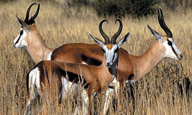 3 Day Luxury Aquila Private Game Reserve - Day three: one more drive before heading back