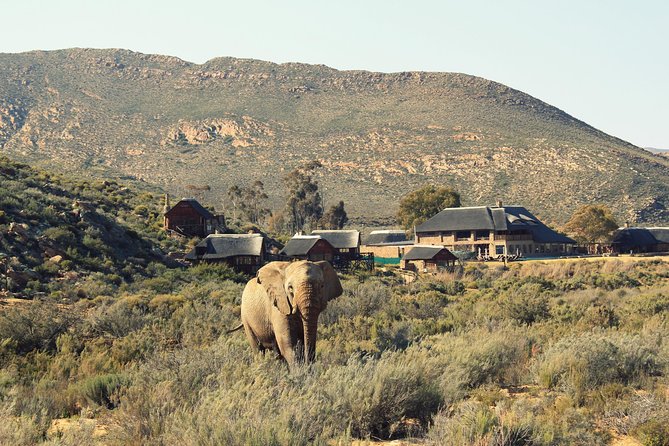 3 Day Luxury Aquila Private Game Reserve - Day two: an early drive and time for the African spa