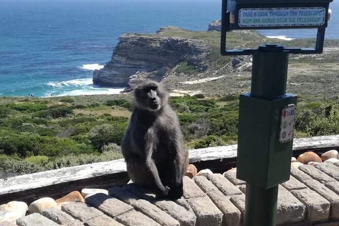 3 Day Private Full Day Cape Town Tour Includes Entries,Peninsula,Wine,City Tour, - Three days that cover Cape Town’s big picture