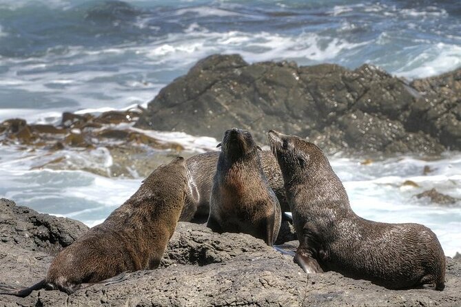 3-Day Private Guided Tour to Cape Town Top Attractions - FAQ