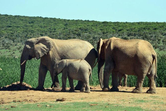 3 Day Wildlife Safari Tour - Garden Route Small Group Tour from Cape Town - Price, inclusions, and what you still pay for