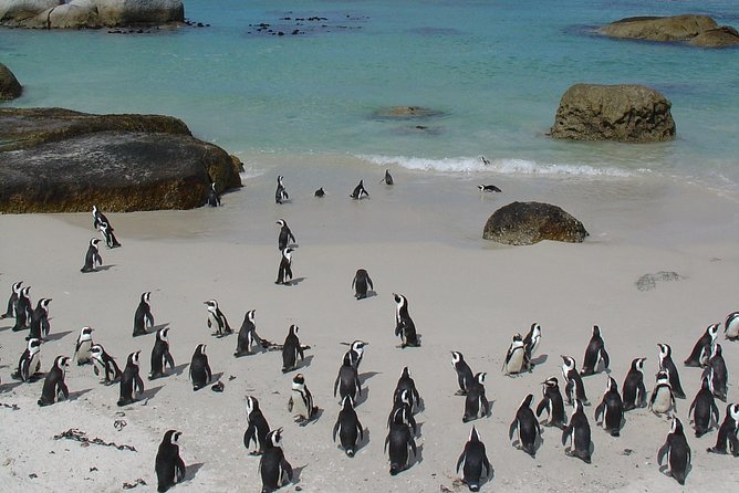 3 Day Wildlife Safari Tour - Garden Route Small Group Tour from Cape Town - Who should book this tour?