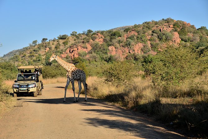 3-Hour Private Game Drive of Pilanesberg National Park - Key points before you book