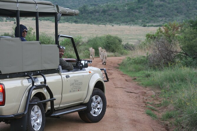 3-Hour Private Game Drive of Pilanesberg National Park - The value of a guide who keeps looking