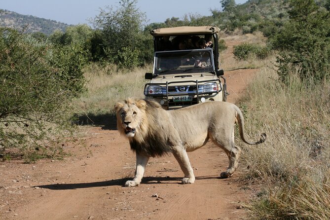 3-Hour Private Game Drive of Pilanesberg National Park - How much value do you get for $529.12?