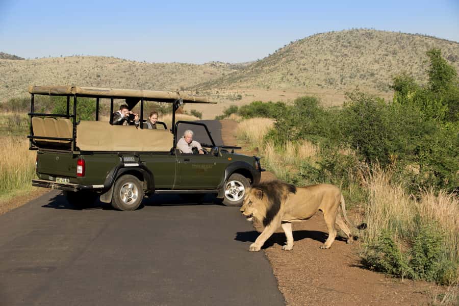 3-Hour Shared Game Drive in Pilanesberg National Park - Key points at a glance