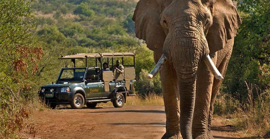 3-Hour Shared Game Drive in Pilanesberg National Park - Why this three-hour safari works well from Sun City
