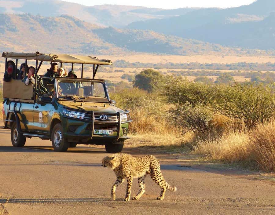 3-Hour Shared Game Drive in Pilanesberg National Park - What the open safari vehicle changes