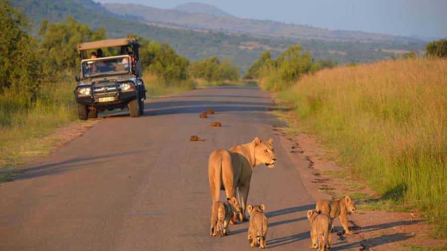 3-Hour Shared Game Drive in Pilanesberg National Park - Searching for the Big Five in Pilanesberg