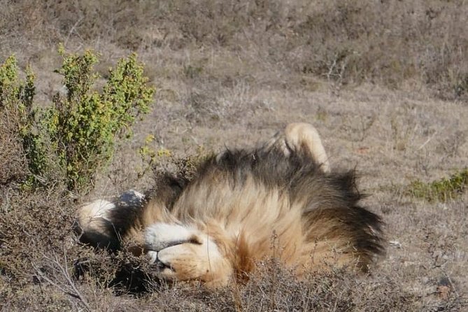 4 Day Garden Route Adventure & Safari - Accommodation and included meals