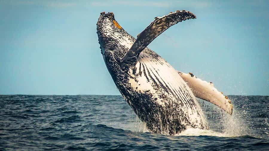 4-Day Garden Route Experience - Key points to know before booking