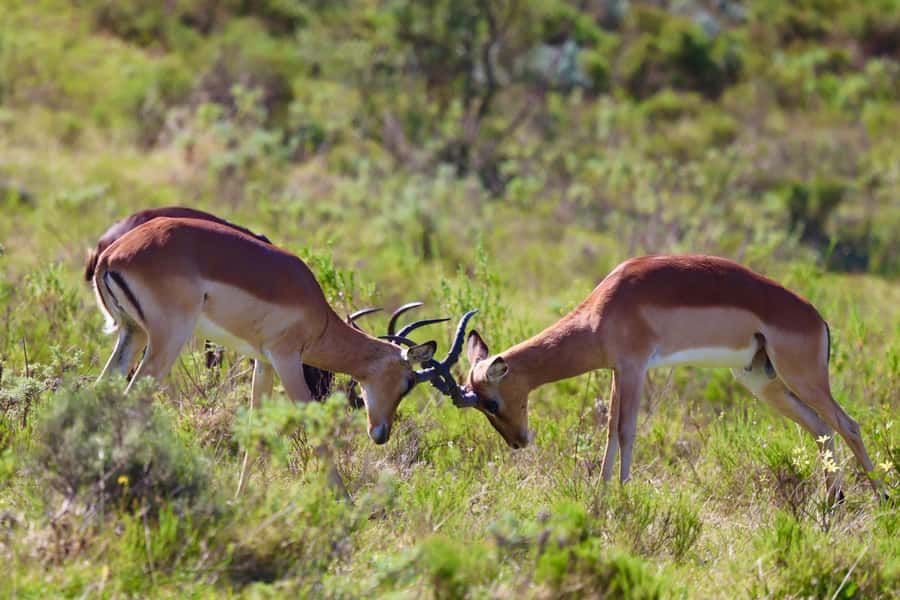 4-Day Garden Route Experience - Day 2: Ostriches, Knysna Heads, and the Bloukrans bridge