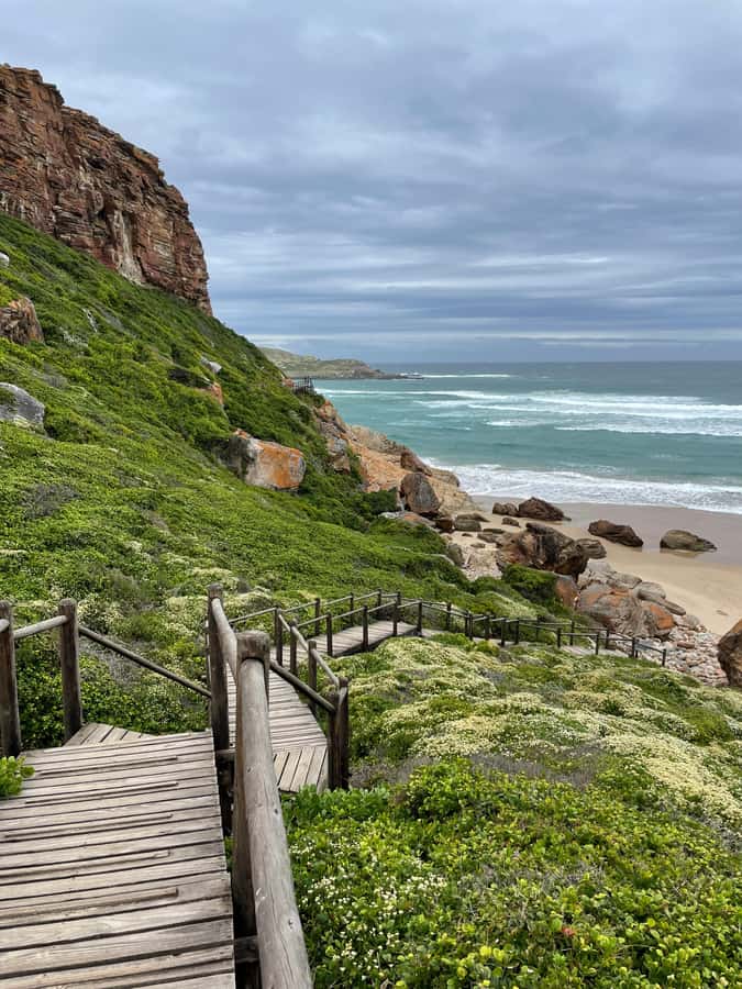 4-Day Garden Route Experience - Day 4: Morning wildlife, Hermanus whales, and Betty’s Bay penguins