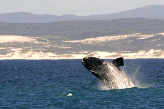 4 Day Garden Route Luxe Selection Micro Group Tour from Cape Town - Day three: Wilderness forest and the dry Klein Karoo