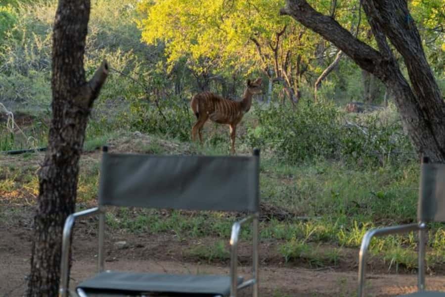 4 Day Kruger Glamping Budget Adventure - Sekekama Tented Camp: pleasant glamping, but confirm the details