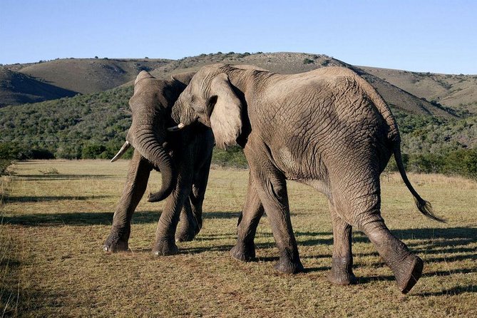 5 Day Cape to Addo Safari - Garden Route Small Group Tour - Why this Cape Town to Addo trip works