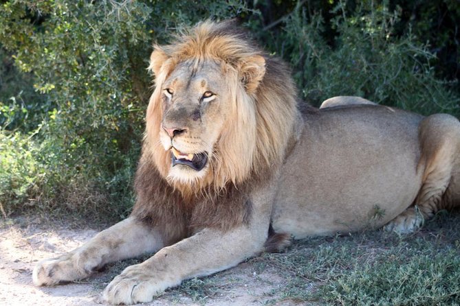 5 Day Cape to Addo Safari - Garden Route Small Group Tour - Day 3: Monkeyland, Bloukrans Bridge, and Tsitsikamma