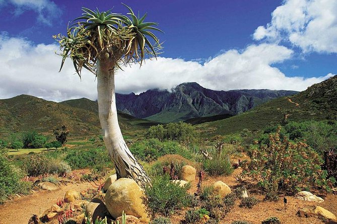 5 Day Cape to Addo Safari - Garden Route Small Group Tour - Day 4: Jeffreys Bay and the Addo game drive