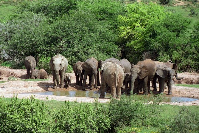 5 Day Cape to Addo Safari - Garden Route Small Group Tour - Day 1: Hermanus, Birkenhead Brewery, and Cape Agulhas