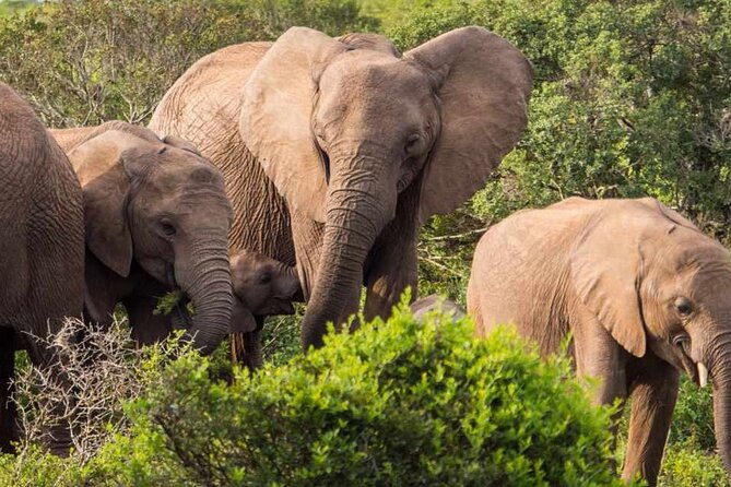 5 Day Garden Route and Addo Safari - Best of South Africa Small Group Tour - Accommodation choices and daily comfort