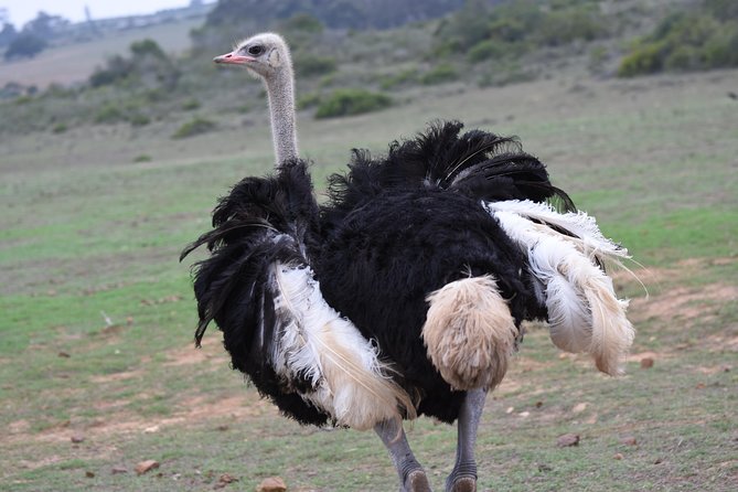 5 Day Garden Route Tour and Addo Elephant National Park - Day 4: A second Bloukrans stop and private-reserve safari