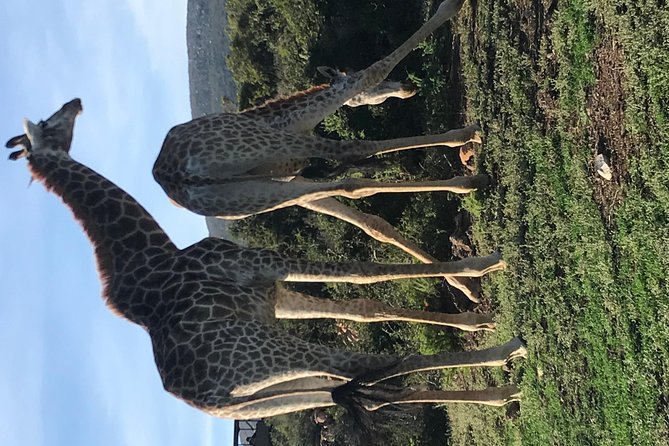 5 Day Garden Route Tour and Addo Elephant National Park - The guide can shape the whole experience