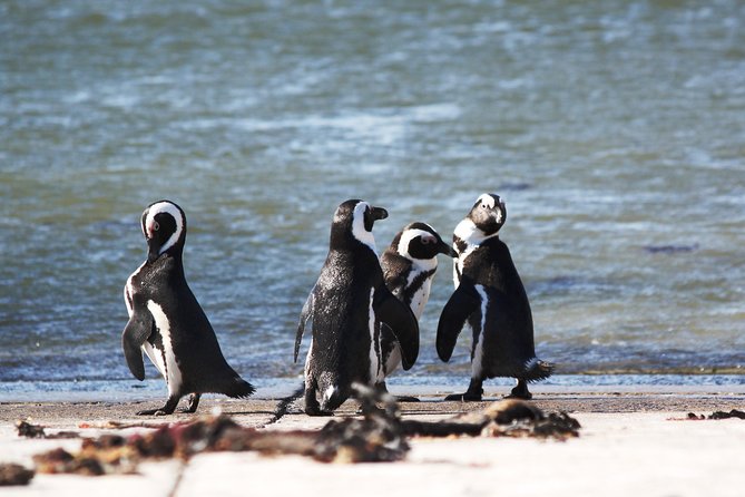 6-Day Garden Route & Addo South African Adventure from Cape Town - Day 3: Canoeing and a waterfall in Wilderness