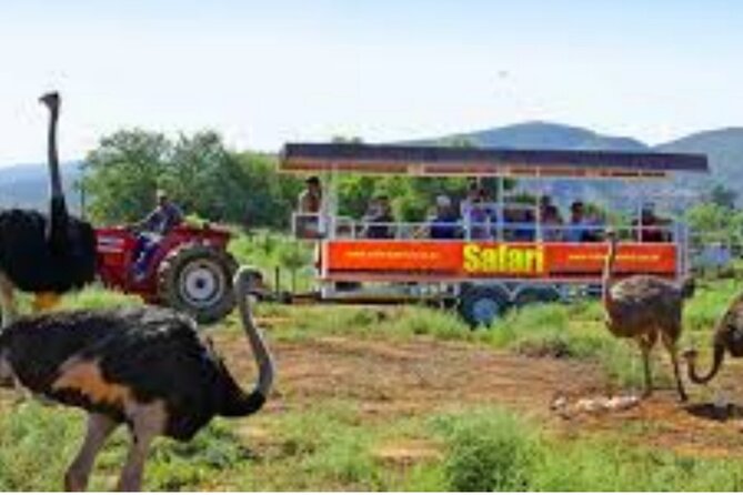 7- 10 Days Tour Package Cape Town and Garden Route - Day 6: Tsitsikamma, Bloukrans, and elephants