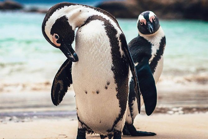7-day Cape Town, Winelands, Garden Route and Addo National Park - Day one: Robben Island, Bo-Kaap, and Kirstenbosch