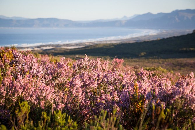 7-day Cape Town, Winelands, Garden Route and Addo National Park - Day two: Table Mountain, Groot Constantia, and Boulders Beach