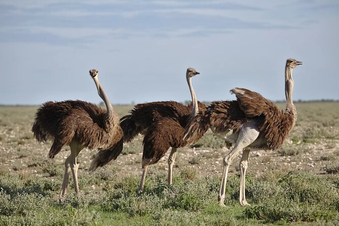 7-Day Garden Route Safari Adventure from Cape Town - A seven-day route with a lot packed in