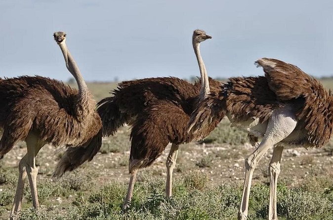 7-Day Garden Route Safari Adventure from Cape Town - Day 5: Knysna Heads and conservation centers
