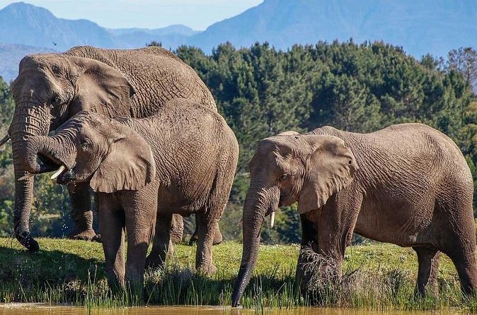 7-Day Garden Route Safari Adventure from Cape Town - Day 7: A long return to Cape Town