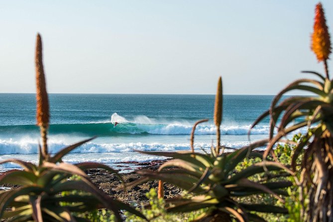 7 Day Garden Route to Addo, Cape Point and Winelands Combo tour - Day 4: Tsitsikamma, Bloukrans, and Knysna Heads