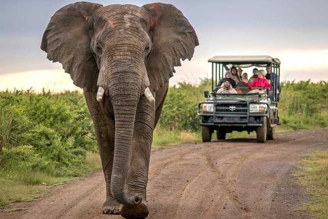 7 Day Garden Route to Addo, Cape Point and Winelands Combo tour - Day 5: A final safari option and the long return to Cape Town