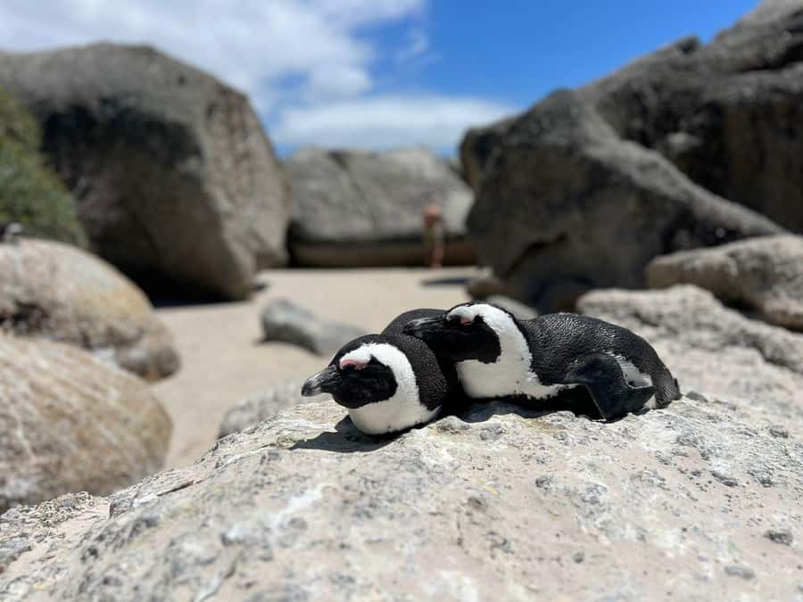 A Curious Adventure through Chapman’s Peak Drive: Cape Point - Why this Cape Peninsula day works