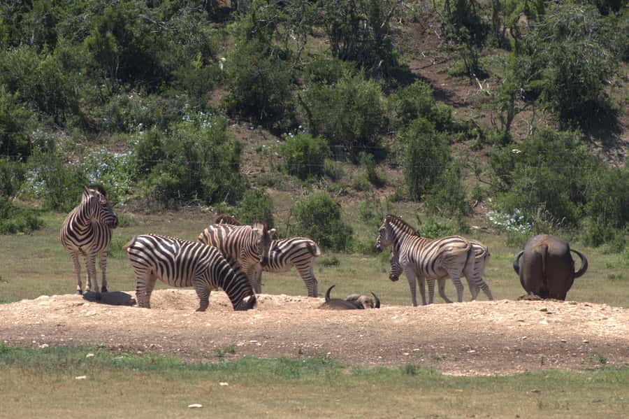 Addo big 5 tour - Key points at a glance