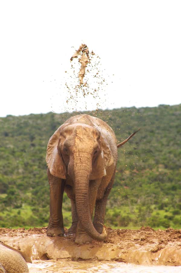 Addo big 5 tour - What the close vehicle means for your day