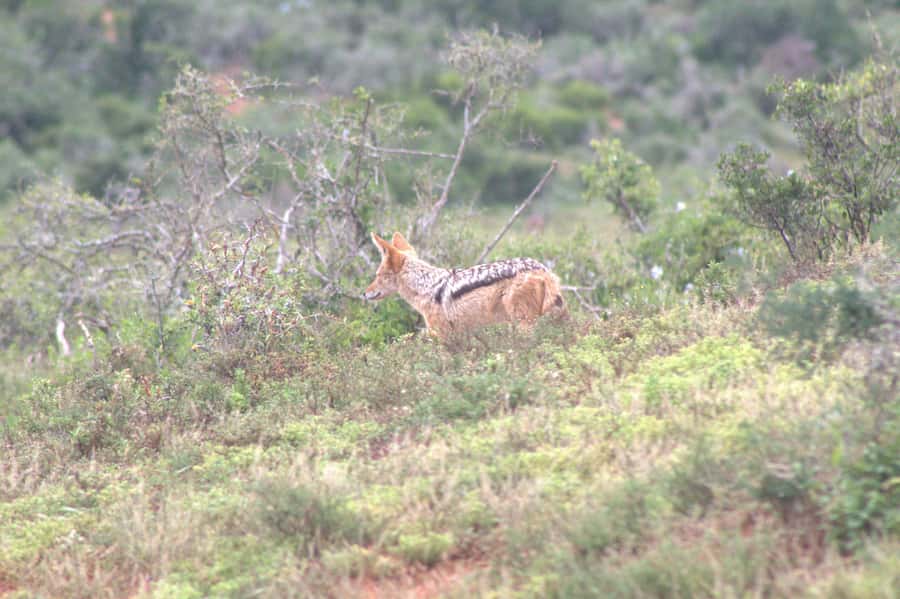 Addo big 5 tour - A guide who adds meaning to the sightings