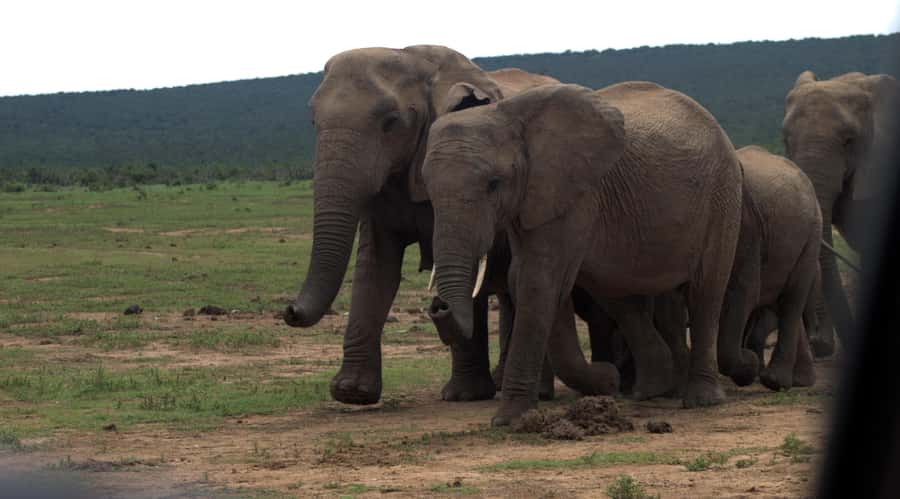 Addo big 5 tour - Is $137 good value for this Addo safari?
