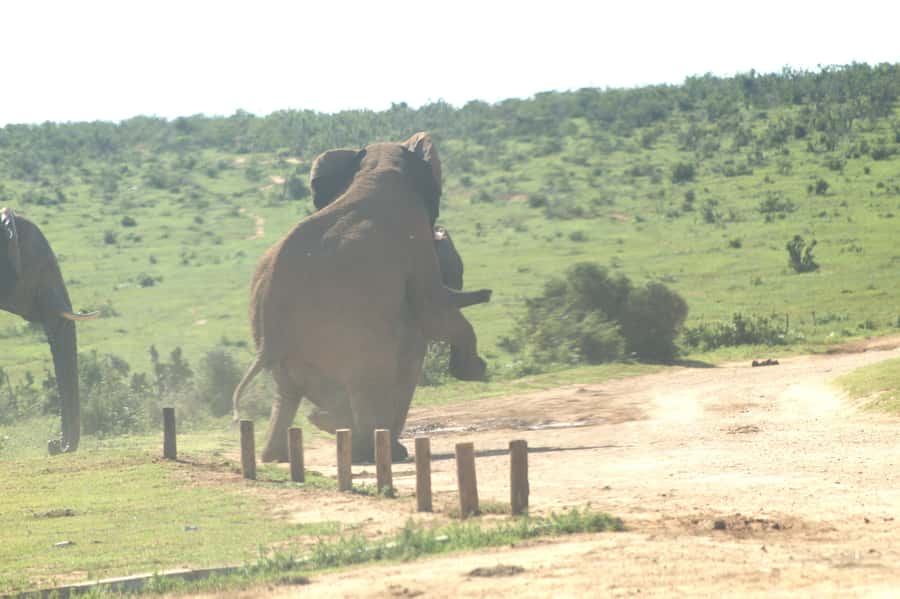 Addo big 5 tour - Should you book Nama Tours for Addo?
