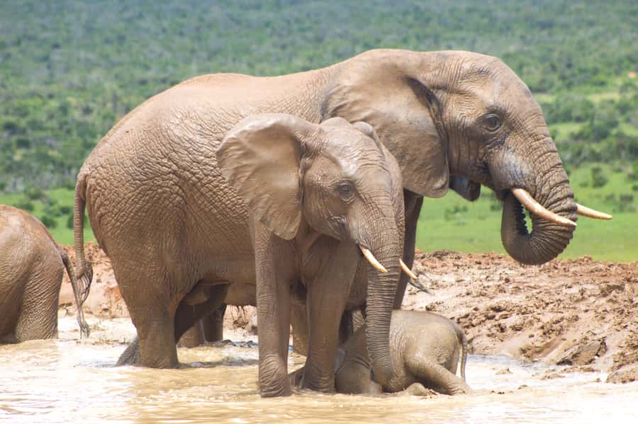 Addo big 5 tour - Six hours searching Addo for the Big Five