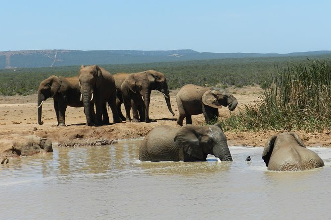 Addo Elephant 5 hour Morning Safari. - Entering Addo at 8:30 a.m.