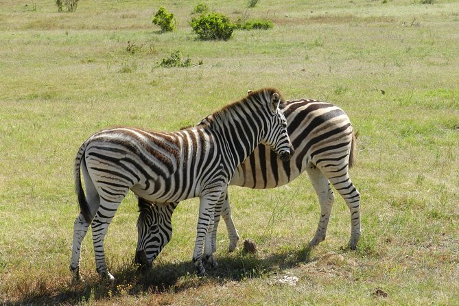 Addo Elephant 5 hour Morning Safari. - A picnic brunch between game drives