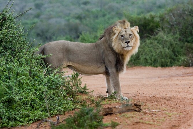 Addo Elephant 5 hour Morning Safari. - What the $123.65 price includes
