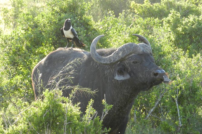 Addo Elephant 5 hour Morning Safari. - Who should book this half-day outing