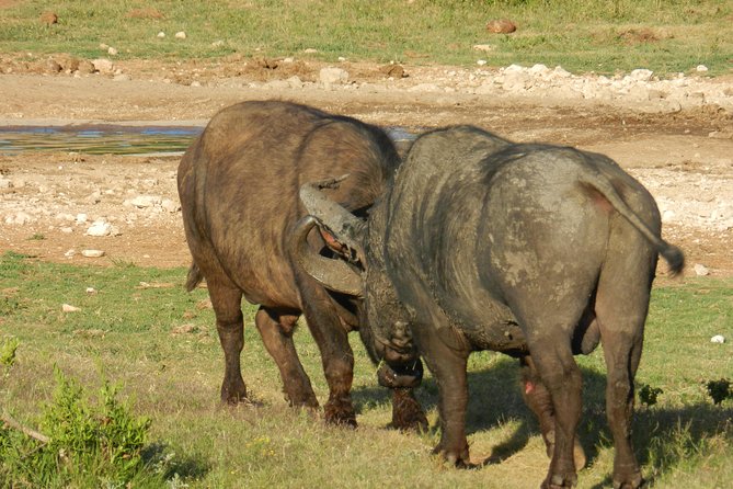 Addo Elephant 5 hour Morning Safari. - Practical details that affect your day