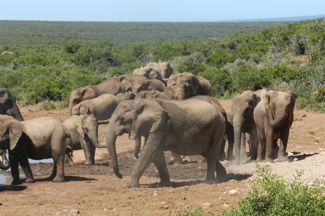 Addo Elephant 5 hour Morning Safari. - Watching elephants at the waterholes